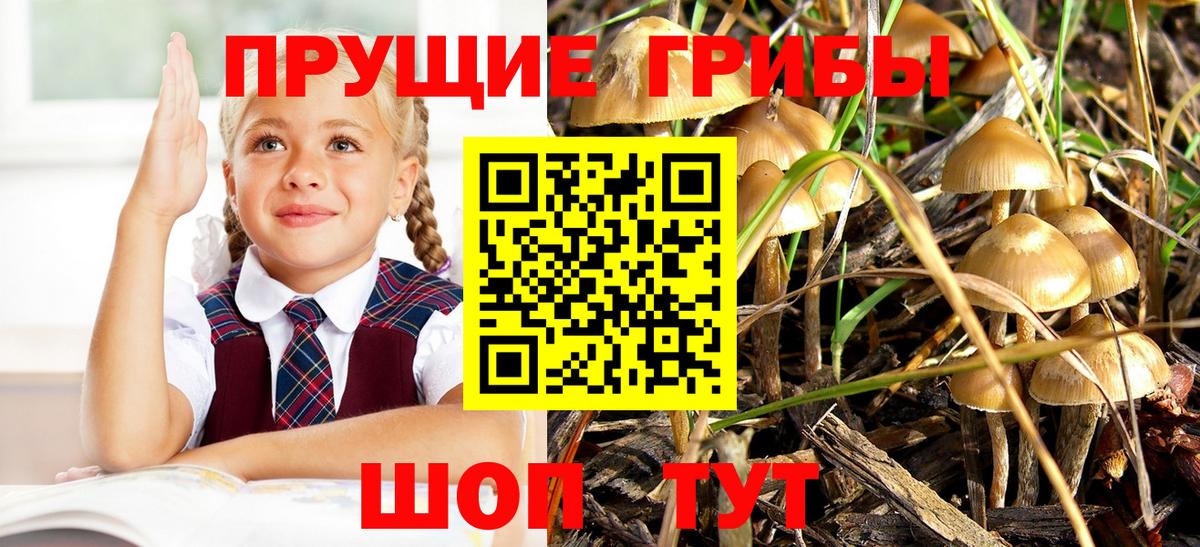 Галлюциногенные грибы Psilocybine cubensis  Вход с VPN  Азнакаево  Галлюциногенные грибы Magic Shrooms 